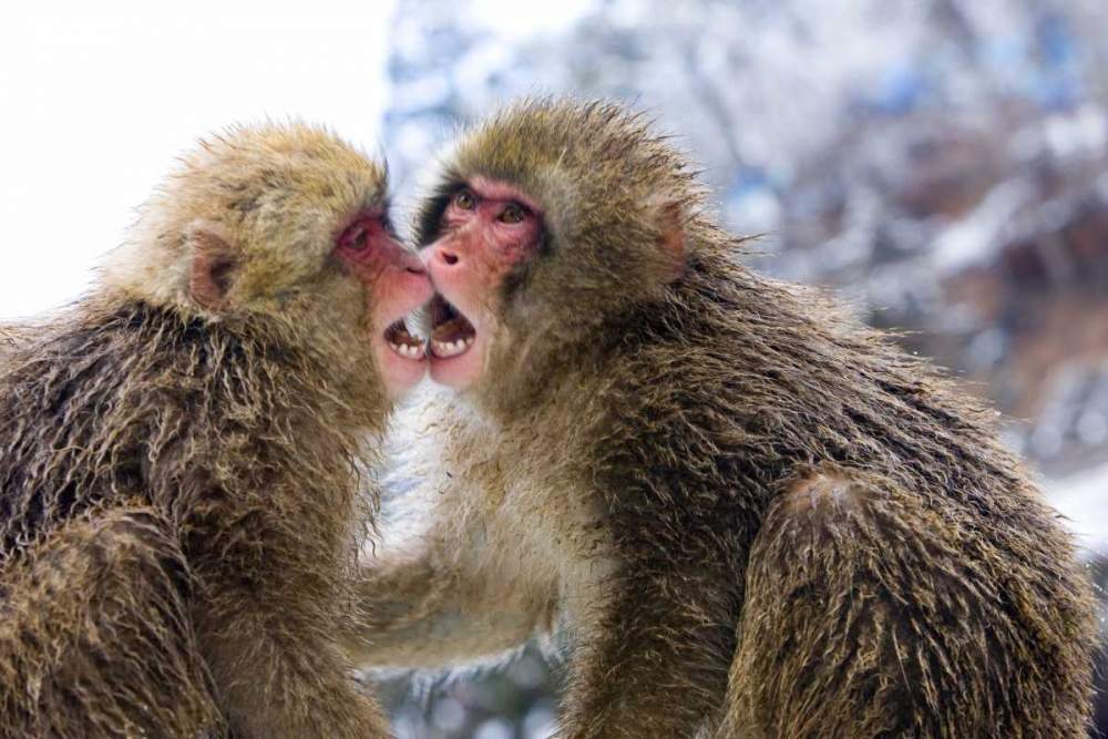 Two Snow Monkies playing, Nagano Mountains, Japan